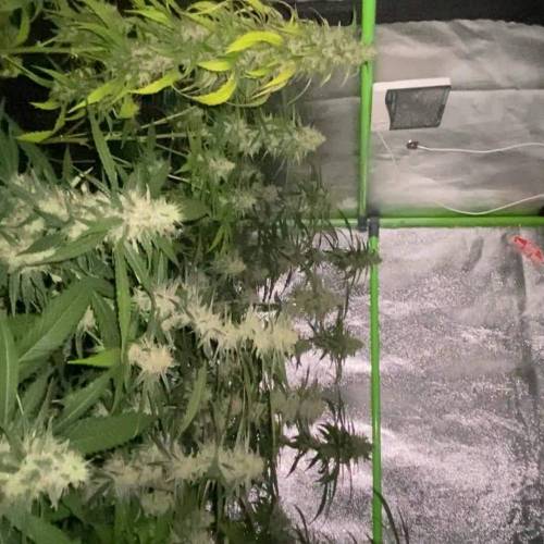 Clones Cream Caramel F1