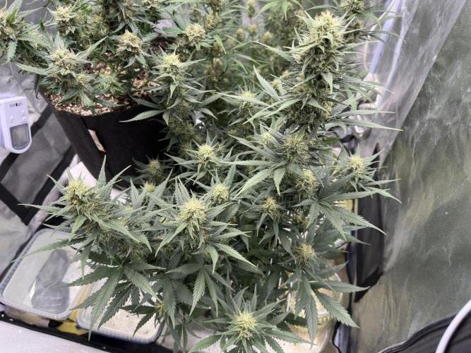 Apple Strudel & Grape Cookies. Week 9