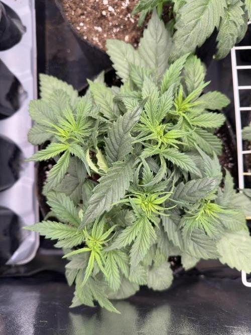 Apple Strudel & Grape Cookies. Week 4