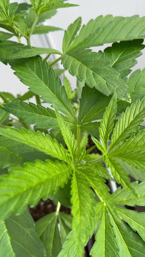 Forbidden Mochi Fast