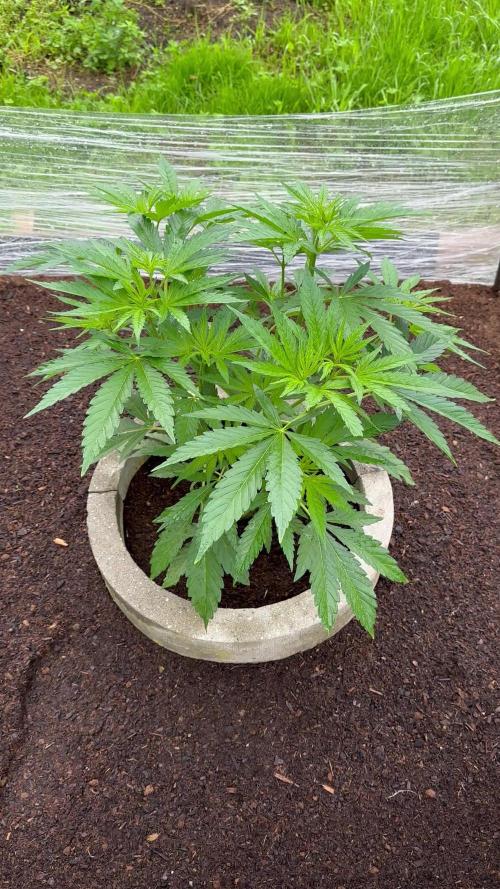 Forbidden Mochi Fast