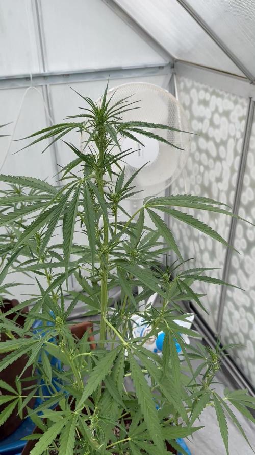 Strawberry Gorilla Auto