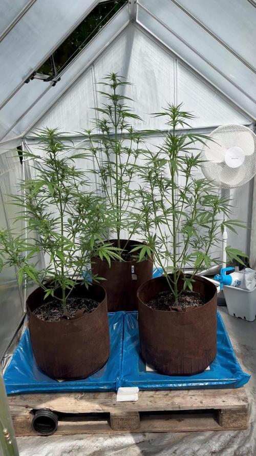 Strawberry Gorilla Auto