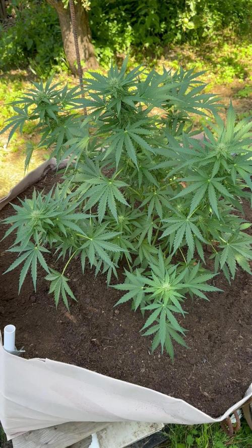 Terp&Tonic Auto