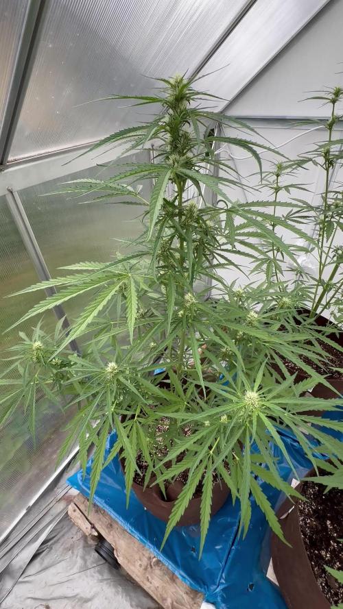 Strawberry Gorilla Auto
