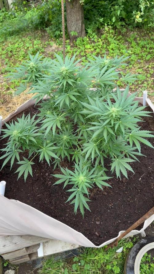 Terp&Tonic Auto
