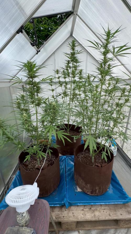 Strawberry Gorilla Auto