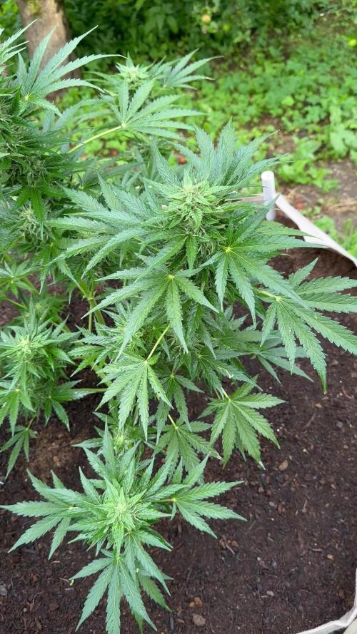 Terp&Tonic Auto