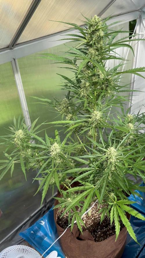 Strawberry Gorilla Auto