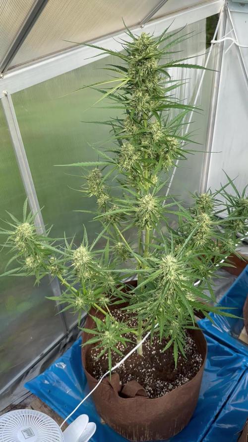 Strawberry Gorilla Auto