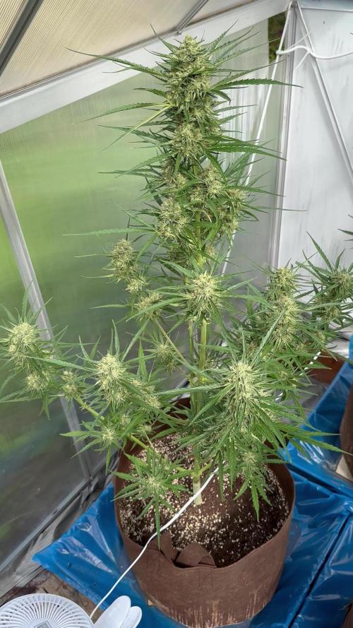 Strawberry Gorilla Auto