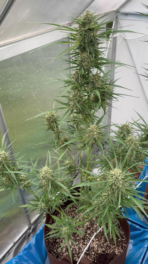 Strawberry Gorilla Auto