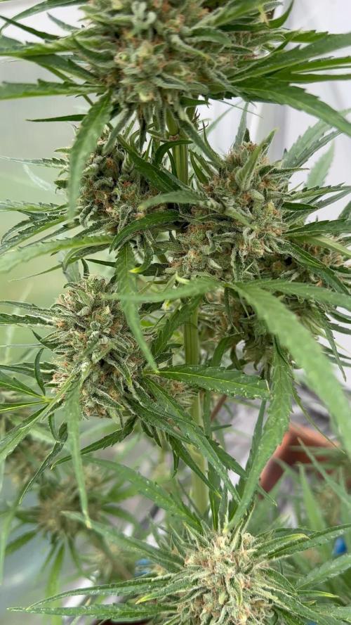 Strawberry Gorilla Auto