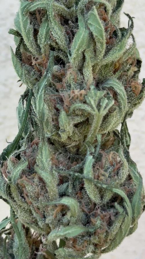 Strawberry Gorilla Auto