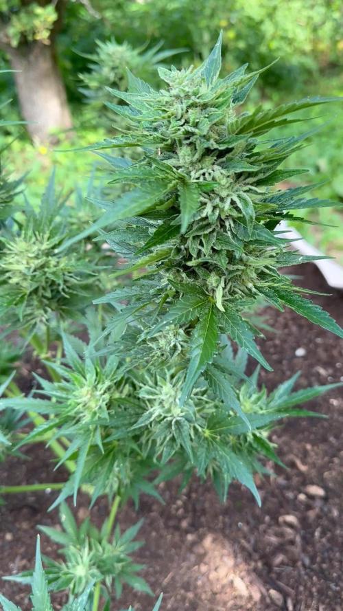 Terp And Tonic Auto