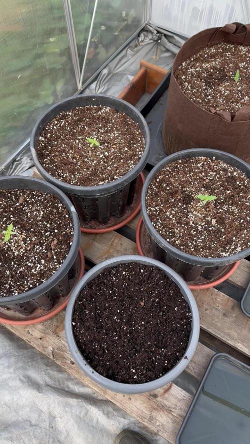 Tropicanna Poison XL Auto