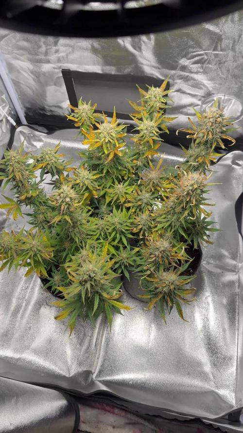 My first indoor