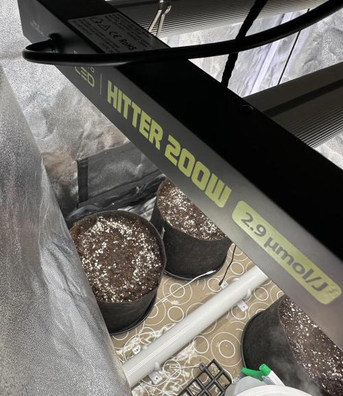 Apple Strudel & Grape Cookies. Week 0