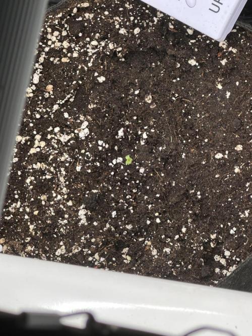 Apple Strudel & Grape Cookies. Week 1