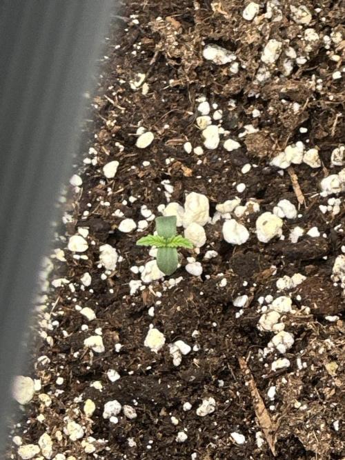 Apple Strudel & Grape Cookies. Week 1