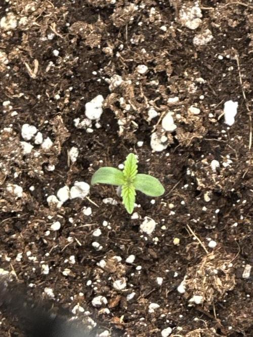 Apple Strudel & Grape Cookies. Week 1