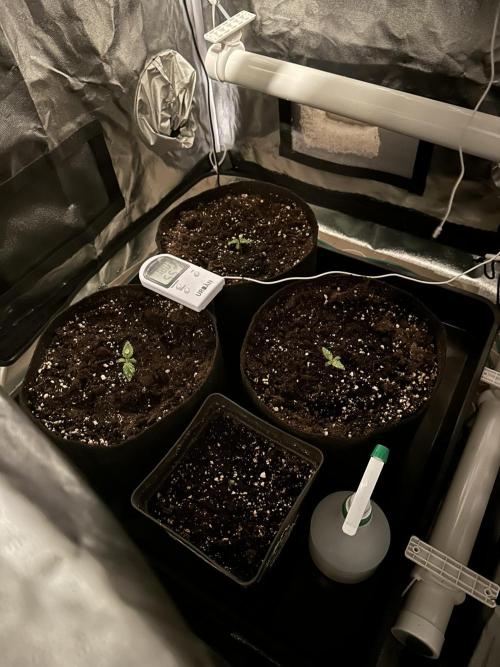 Apple Strudel & Grape Cookies. Week 1