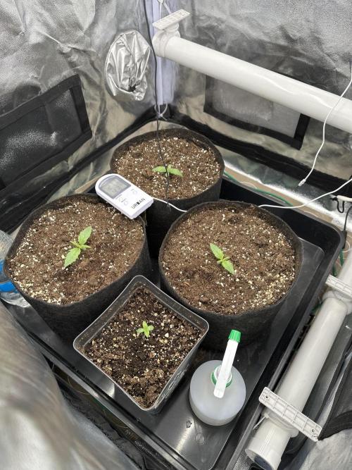 Apple Strudel & Grape Cookies. Week 1