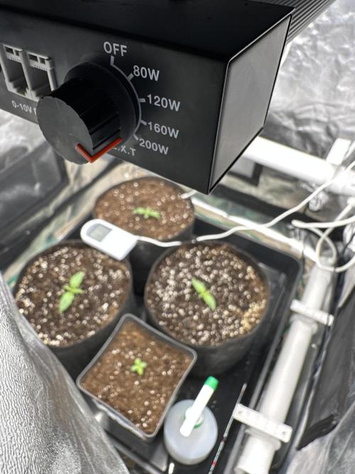 Apple Strudel & Grape Cookies. Week 1