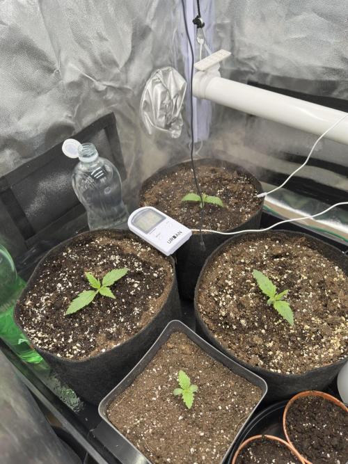Apple Strudel & Grape Cookies. Week 2