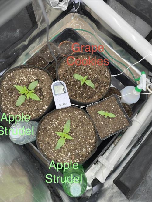 Apple Strudel & Grape Cookies. Week 2