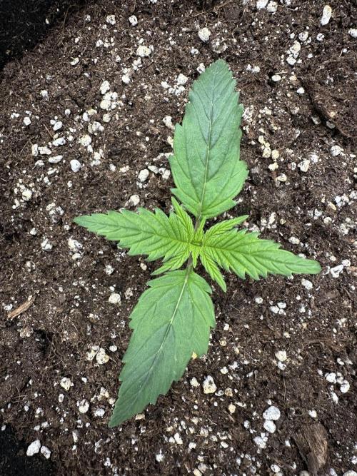 Apple Strudel & Grape Cookies. Week 2