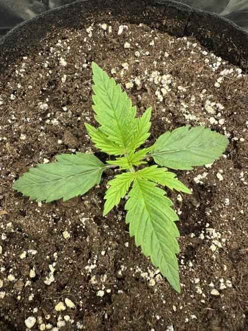 Apple Strudel & Grape Cookies. Week 2