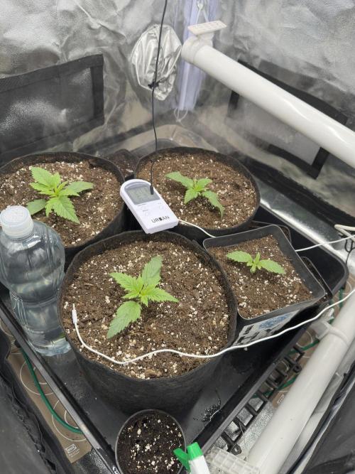 Apple Strudel & Grape Cookies. Week 2