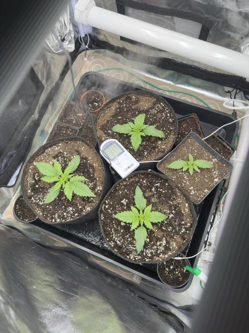 Apple Strudel & Grape Cookies. Week 2