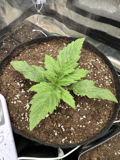 Apple Strudel & Grape Cookies. Week 2