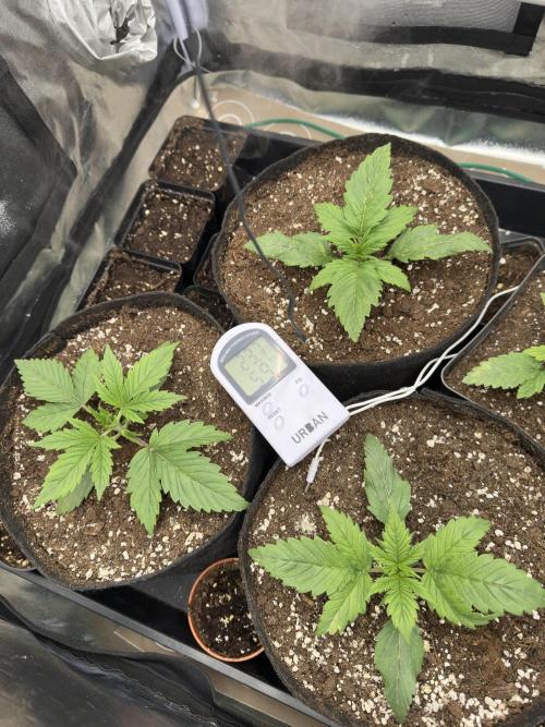 Apple Strudel & Grape Cookies. Week 2