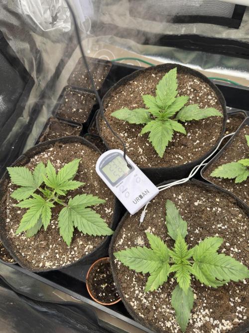 Apple Strudel & Grape Cookies. Week 2
