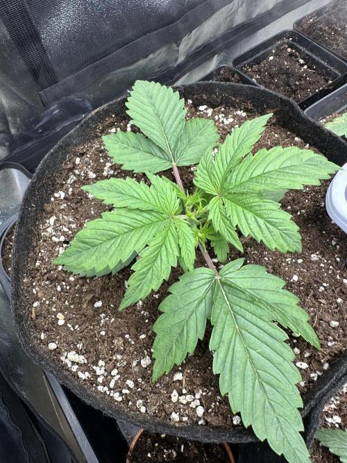 Apple Strudel & Grape Cookies. Week 2
