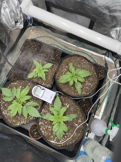 Apple Strudel & Grape Cookies. Week 2