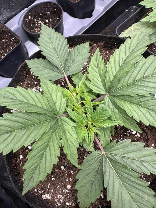 Apple Strudel & Grape Cookies. Week 3