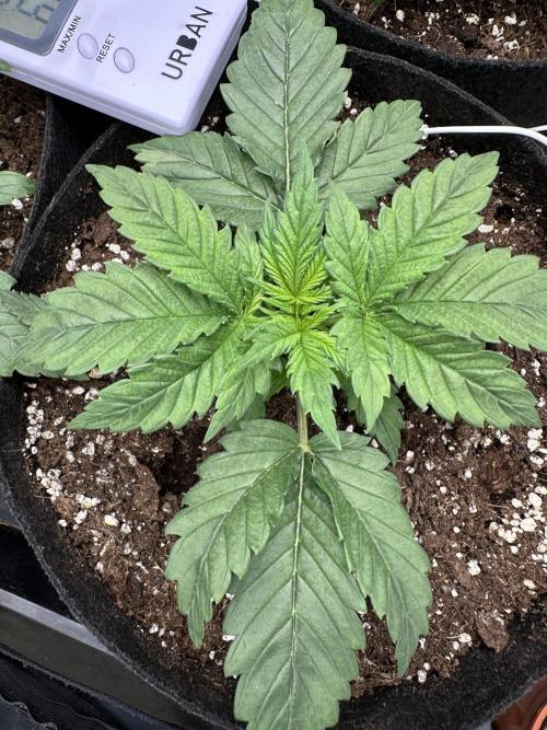 Apple Strudel & Grape Cookies. Week 3