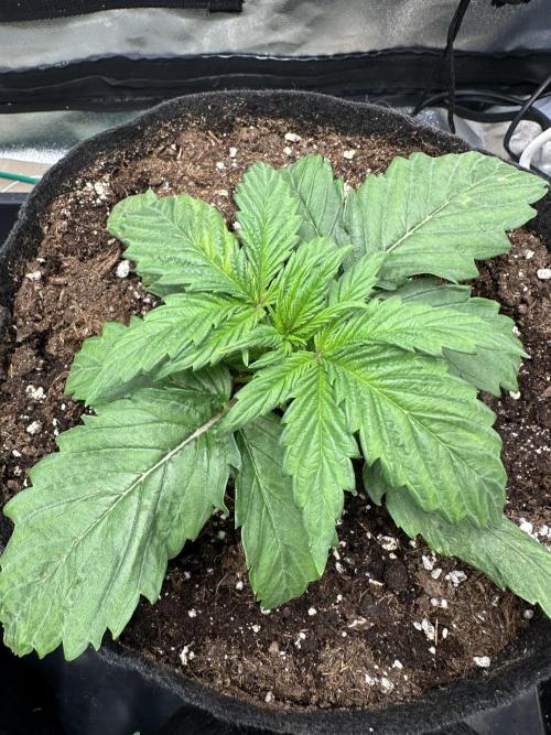 Apple Strudel & Grape Cookies. Week 3