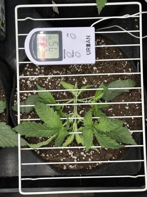 Apple Strudel & Grape Cookies. Week 3