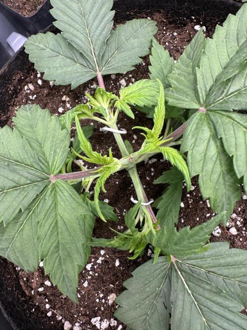 Apple Strudel & Grape Cookies. Week 3