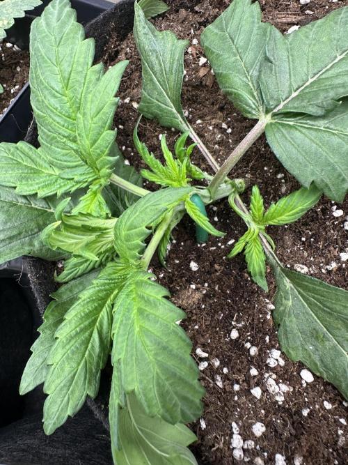 Apple Strudel & Grape Cookies. Week 3