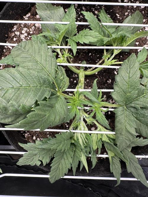 Apple Strudel & Grape Cookies. Week 3