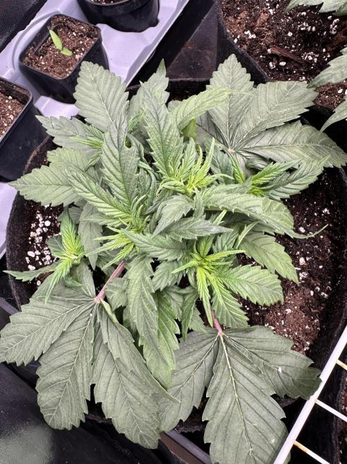 Apple Strudel & Grape Cookies. Week 3