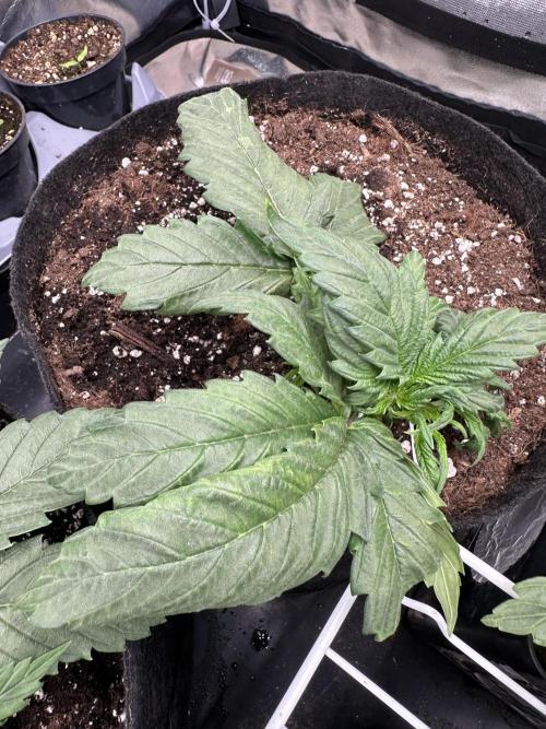 Apple Strudel & Grape Cookies. Week 3