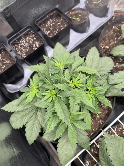 Apple Strudel & Grape Cookies. Week 4