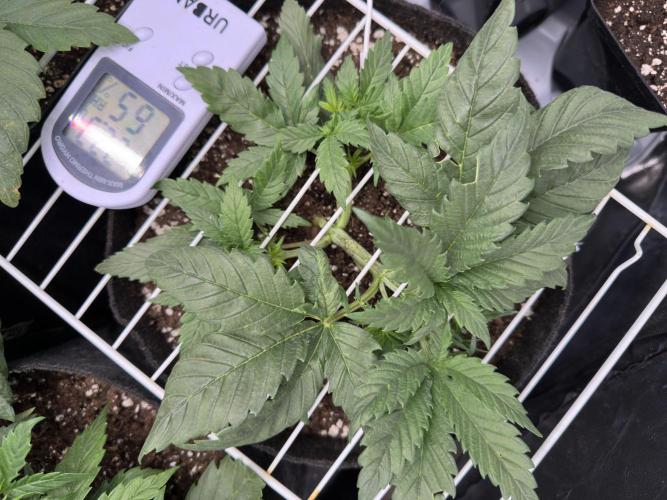 Apple Strudel & Grape Cookies. Week 4